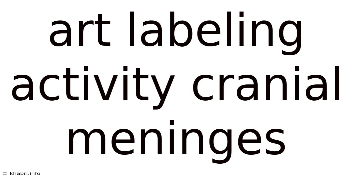 Art Labeling Activity Cranial Meninges