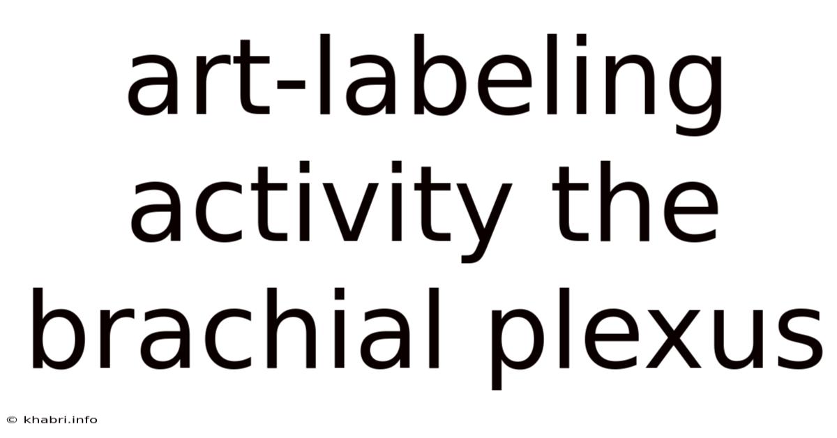 Art-labeling Activity The Brachial Plexus
