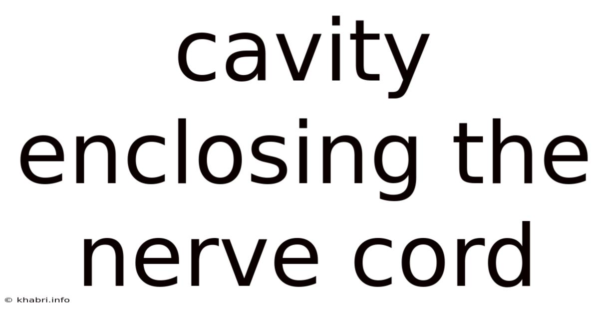 Cavity Enclosing The Nerve Cord