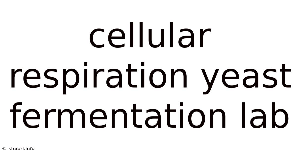 Cellular Respiration Yeast Fermentation Lab