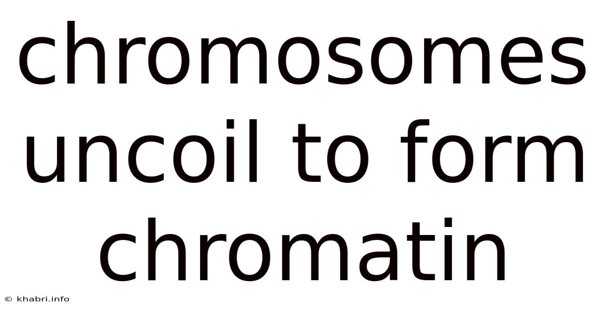 Chromosomes Uncoil To Form Chromatin