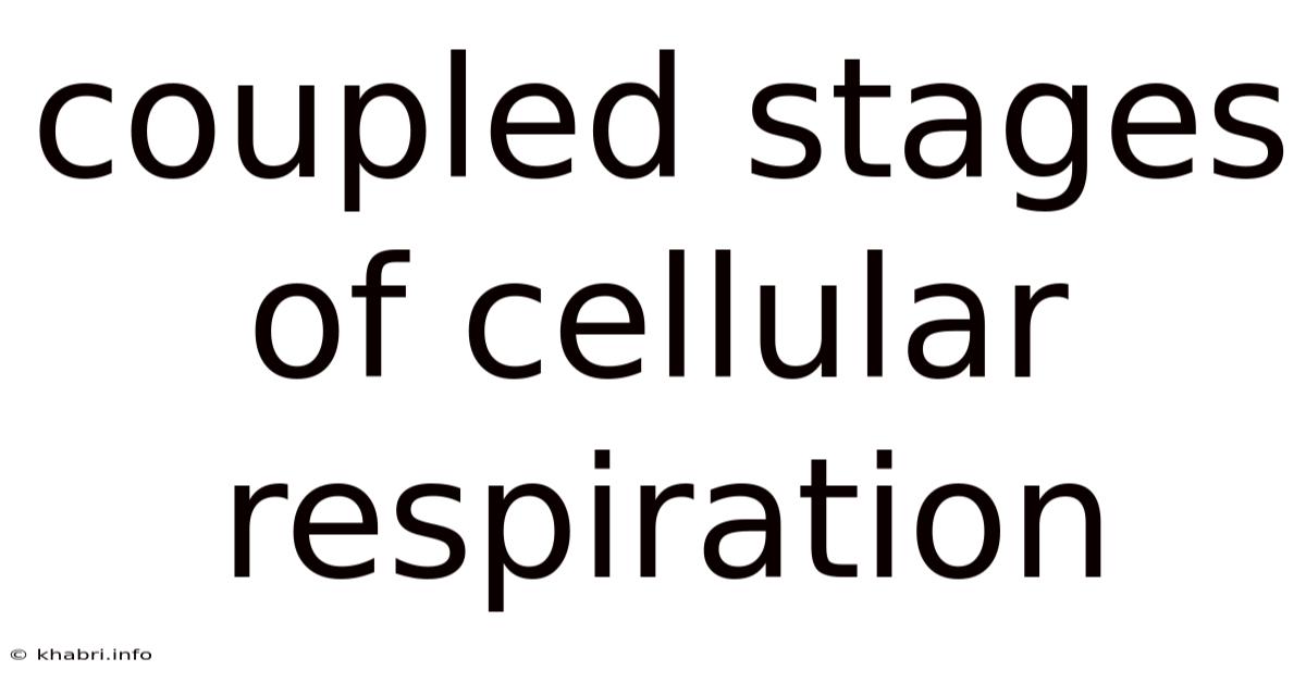 Coupled Stages Of Cellular Respiration