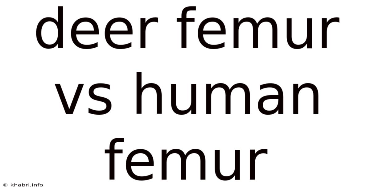 Deer Femur Vs Human Femur