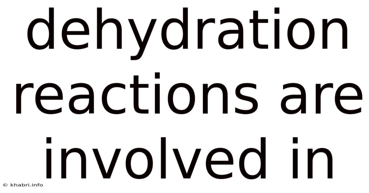 Dehydration Reactions Are Involved In