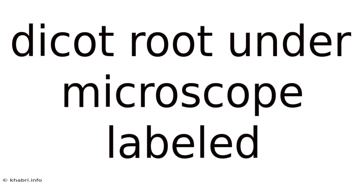 Dicot Root Under Microscope Labeled