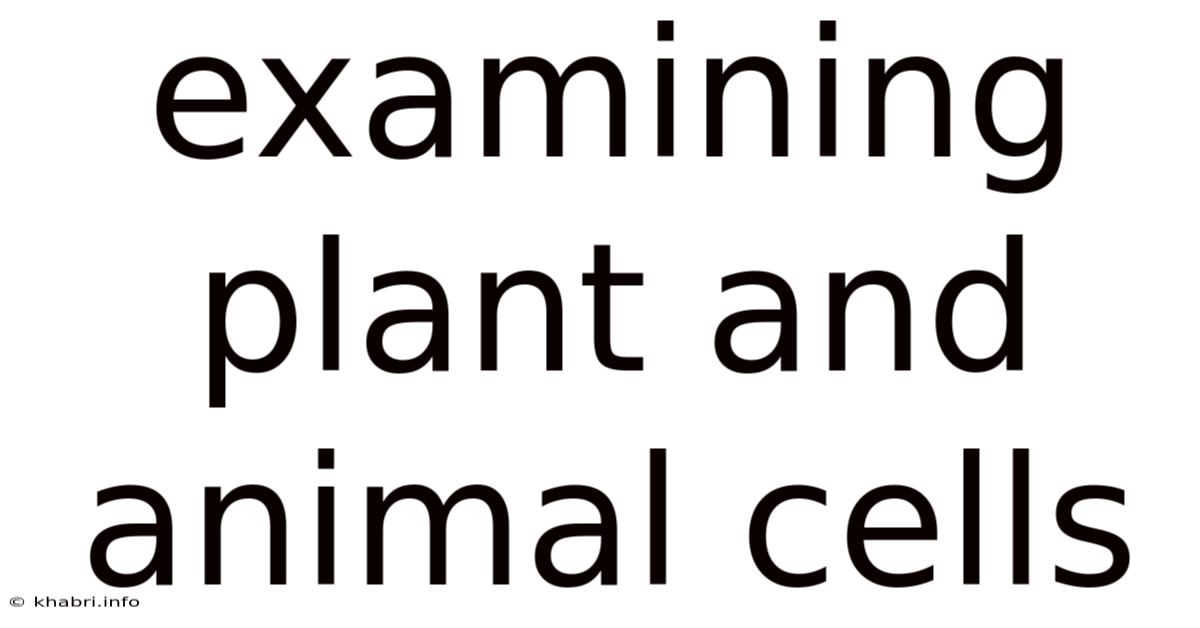 Examining Plant And Animal Cells