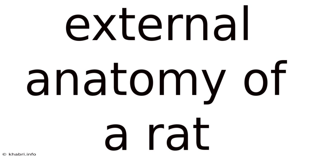 External Anatomy Of A Rat
