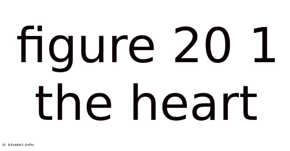 Figure 20 1 The Heart