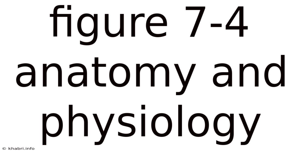 Figure 7-4 Anatomy And Physiology