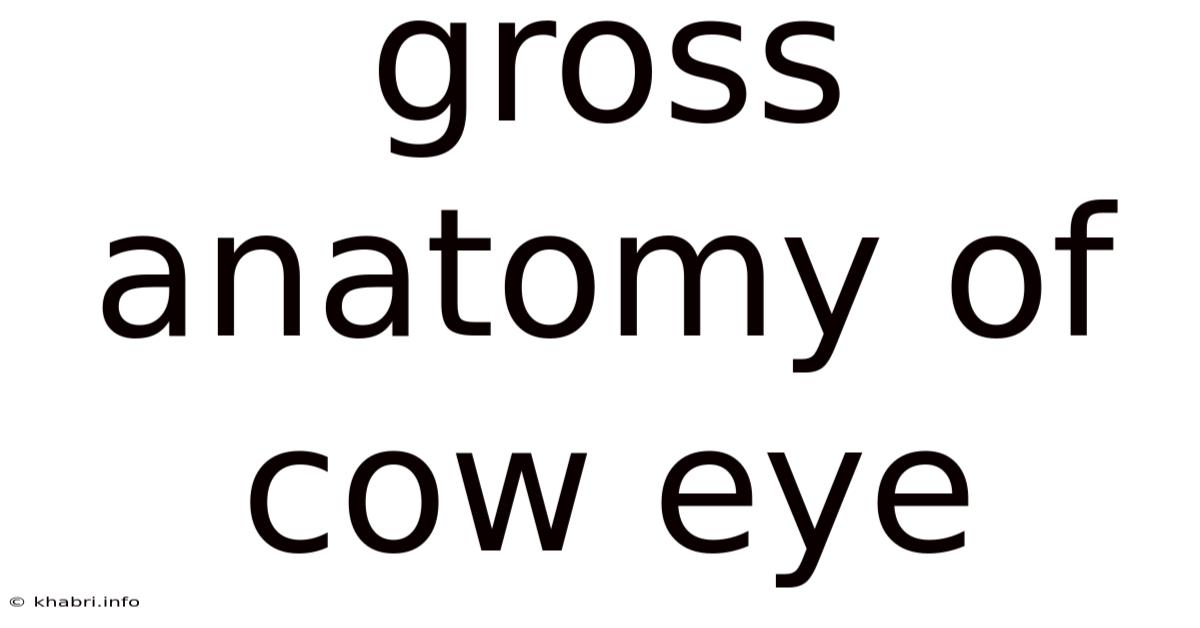 Gross Anatomy Of Cow Eye