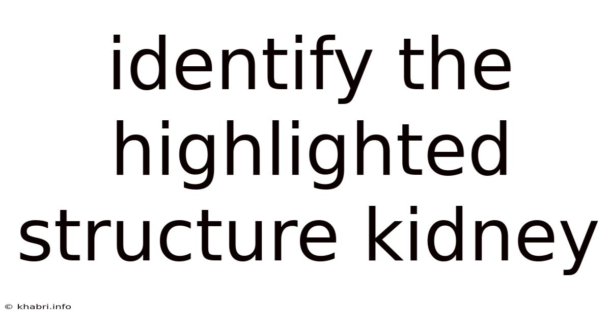 Identify The Highlighted Structure Kidney