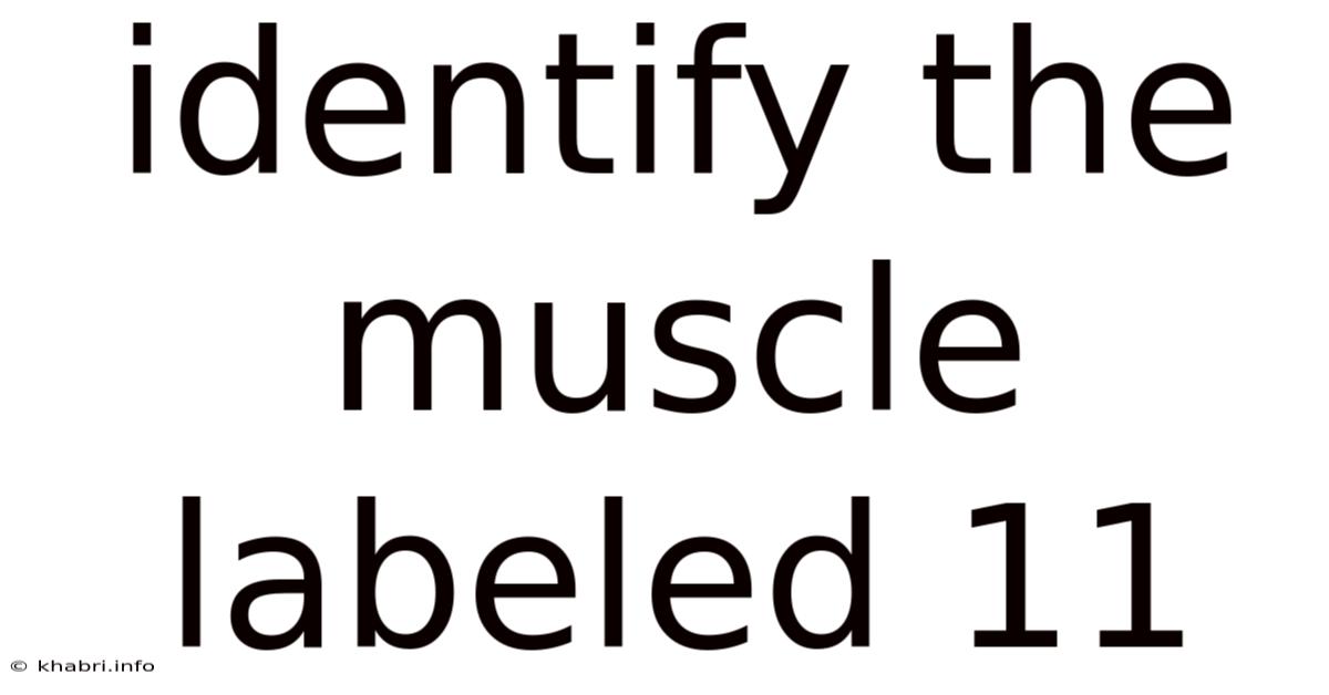 Identify The Muscle Labeled 11