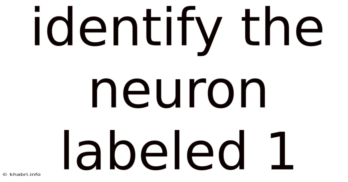 Identify The Neuron Labeled 1