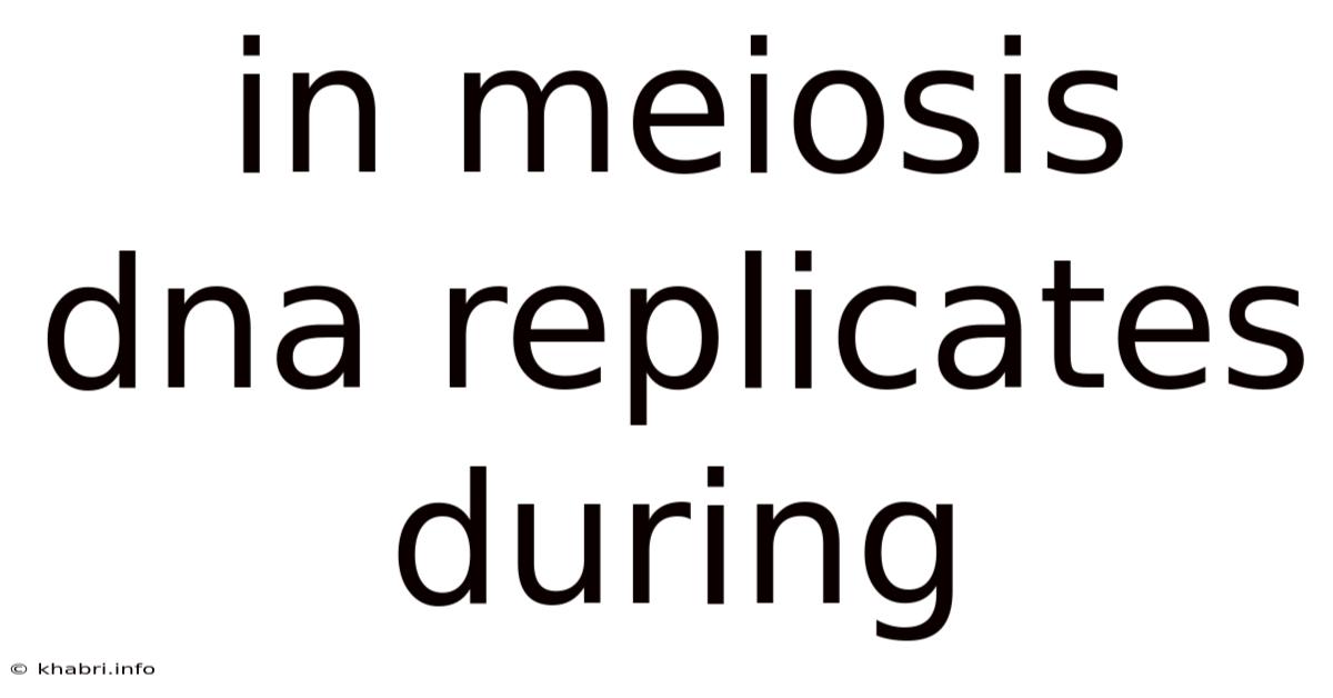 In Meiosis Dna Replicates During