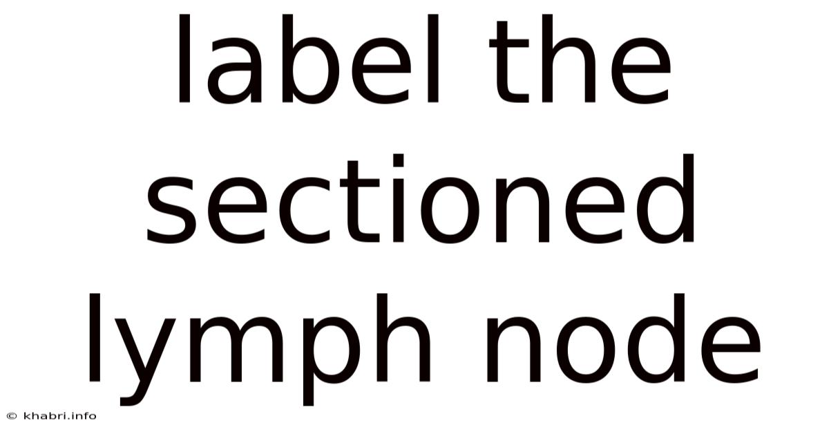 Label The Sectioned Lymph Node