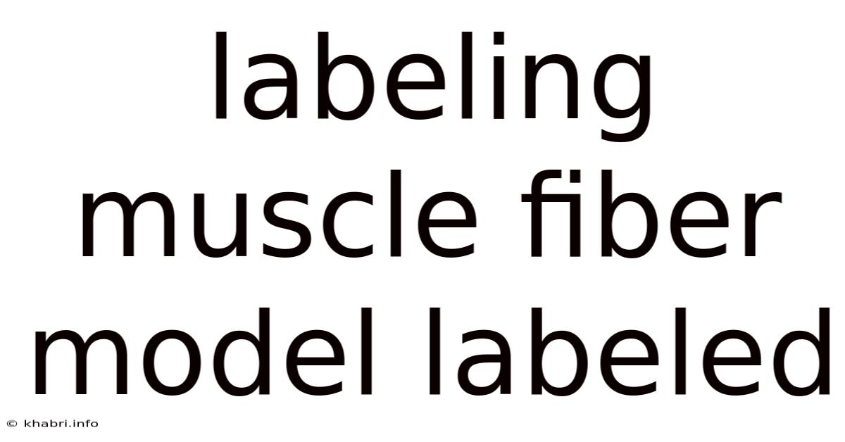 Labeling Muscle Fiber Model Labeled