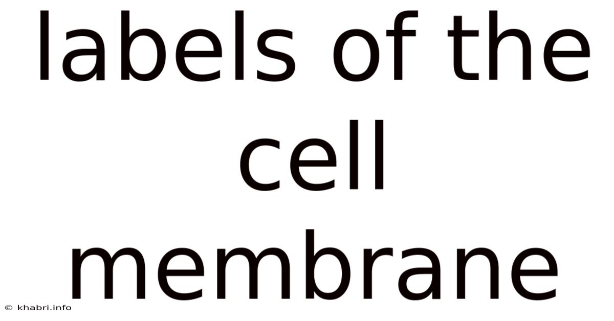 Labels Of The Cell Membrane