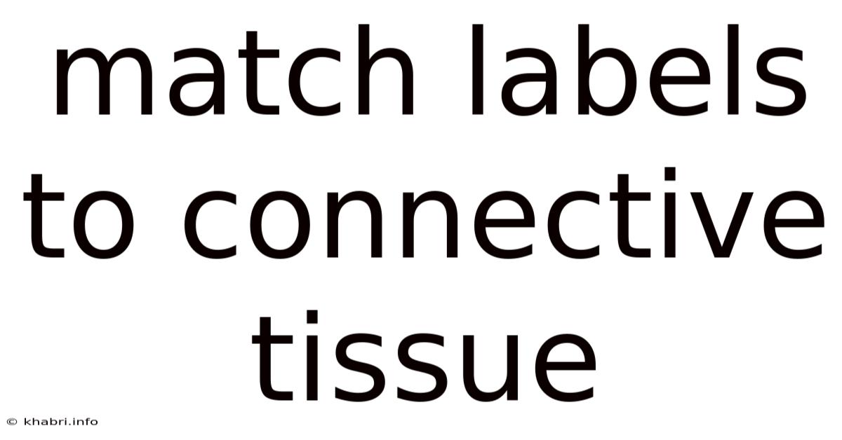 Match Labels To Connective Tissue