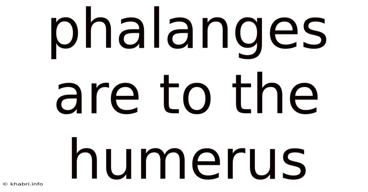 Phalanges Are To The Humerus