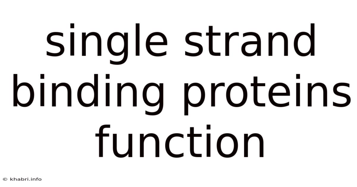 Single Strand Binding Proteins Function
