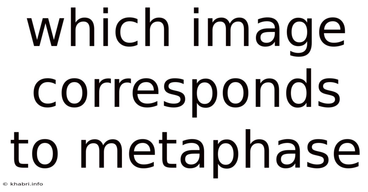Which Image Corresponds To Metaphase