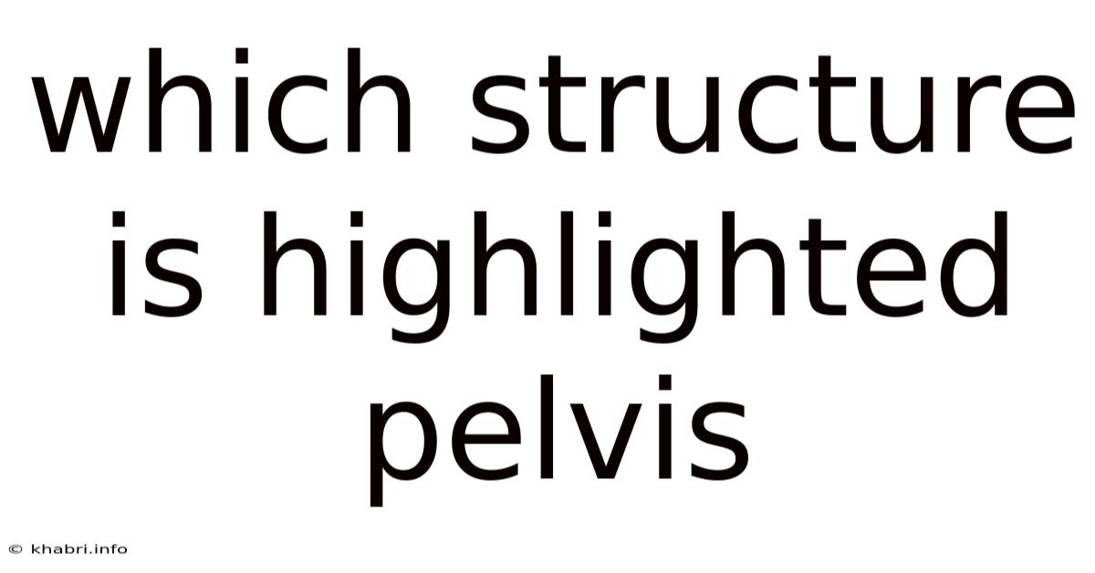 Which Structure Is Highlighted Pelvis