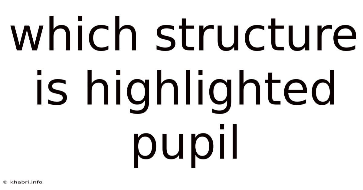 Which Structure Is Highlighted Pupil